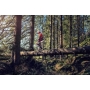 Pilarka spalinowa Husqvarna 572 XP®G